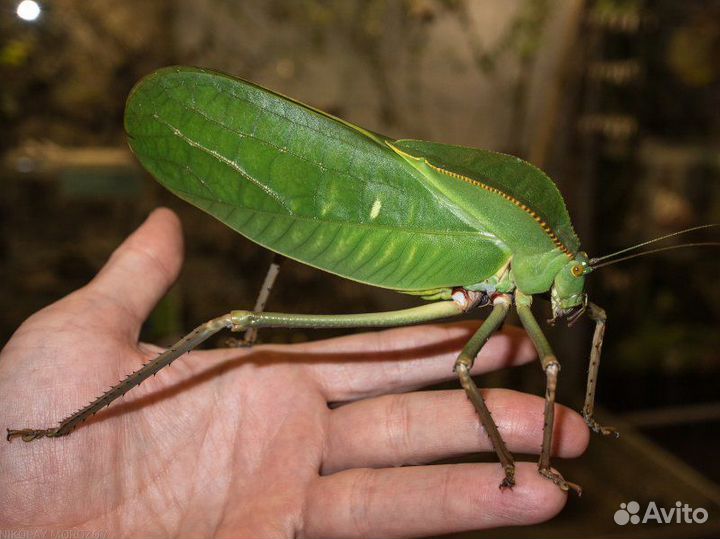Яйца Большой попуан кузнечик Siliquofera grandis
