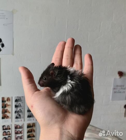 Сирийские хомячки