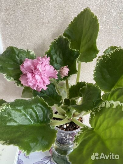 Сортовая цветущая фиалка