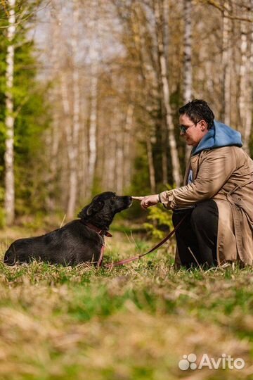 Ненецкая оленегонная лайка Эльза в добрые руки