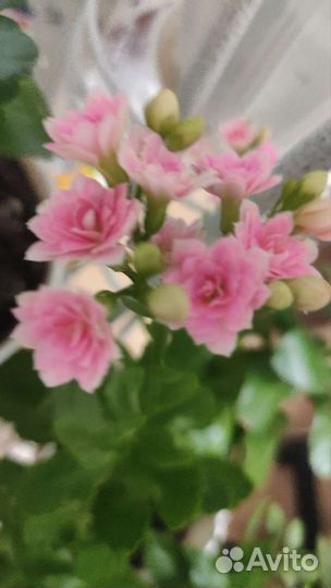 Каланхоэ цветущий