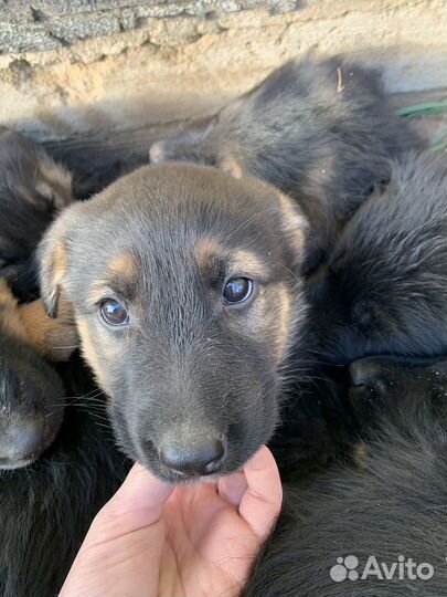 Щенки немецкой овчарки