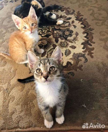 Отдам котят в добрые руки