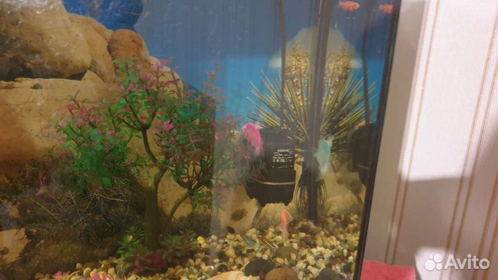 Аквариум с рыбами