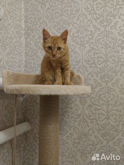 Кошка в дар бесплатно