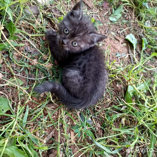 Шотландская