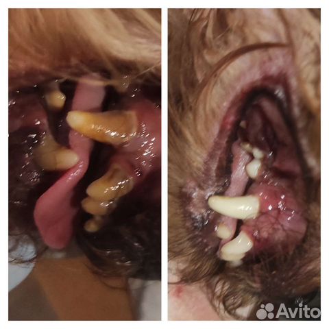 Ультразвуковая чистка зубов Вашим питомцам