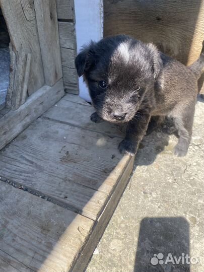 Щенки в добрые руки