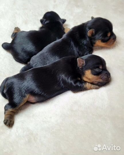 Резерв щенков-Йорка