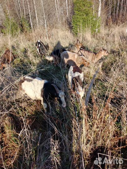 Козы, телята