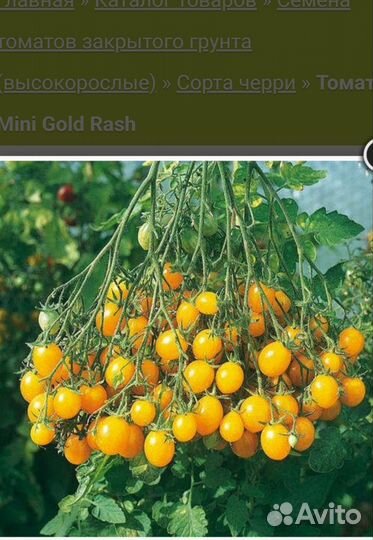 Рассада томатов/ помидор