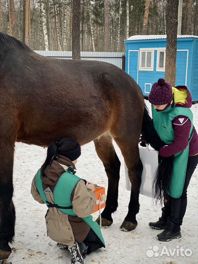 Ветеринарная помощь лошадям