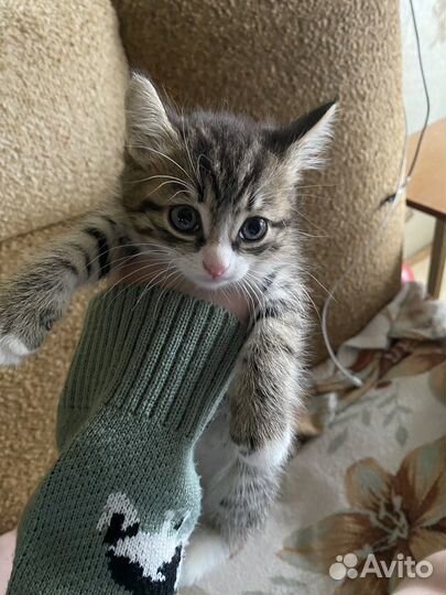 Отлам котят