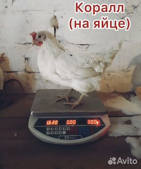 Куры молодка