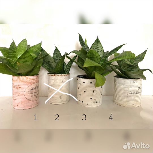 Сансевиерия хани