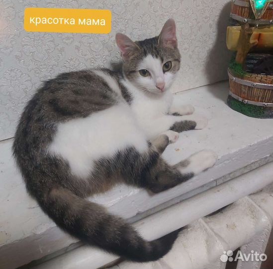 Котята