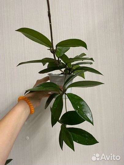 Хойя карноза