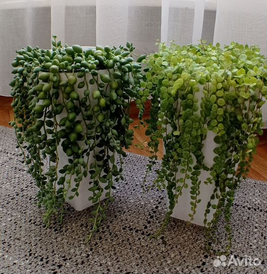 Цветы в ассортименте