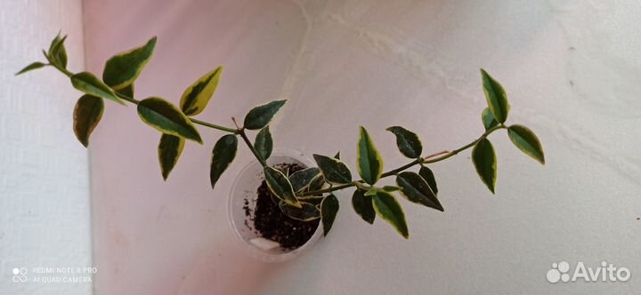 Хойя Аустралис Лиза