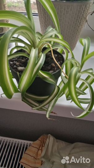 Хлорофитум кудрявый