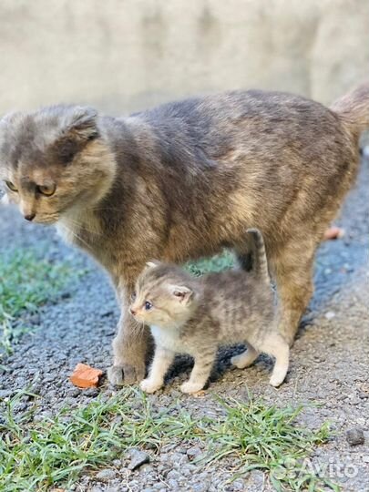 Кошка с тремя котятами