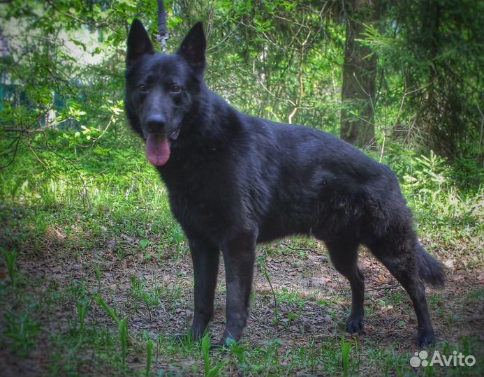 Овчврка метис в дар