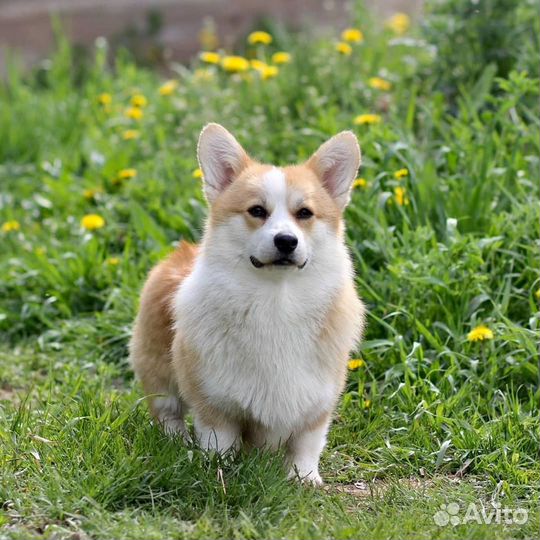 Предлагается для вязки кобель Вельш Корги