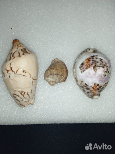 Ракушка. Сувениры из разных стран