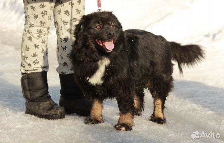 Собака в добрые руки