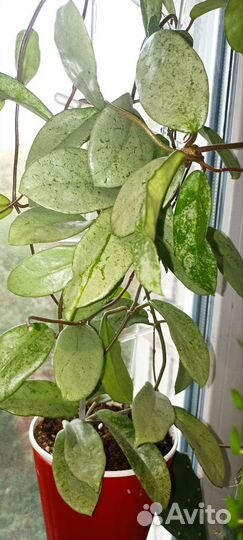 Хойя-коллекция и создание зеленого интерьера