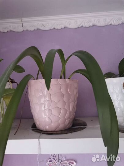 Комнатные растения