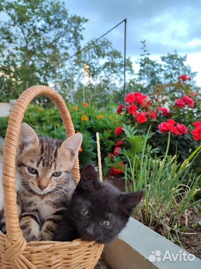 Британские котята в добрые руки