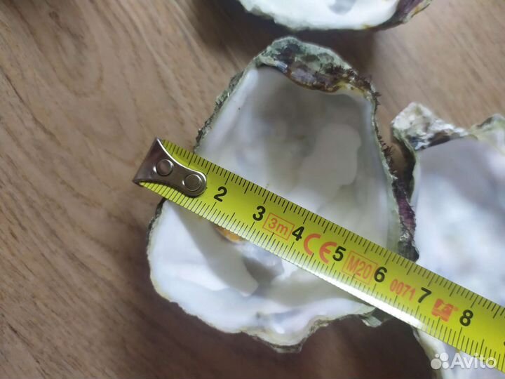 Раковины устриц