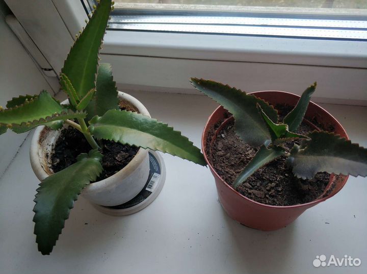 Каланхоэ лечебный