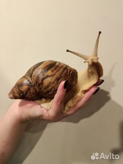 Улитки Архахатины