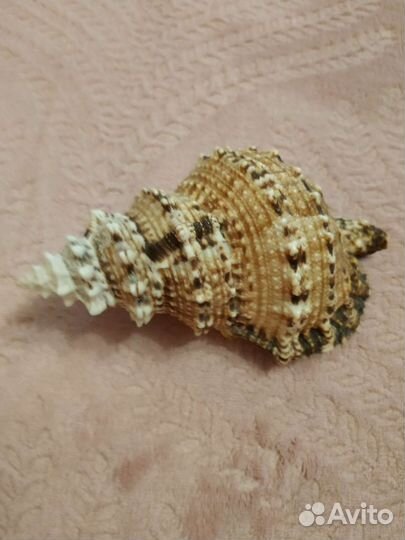 Ракушка с черного моря