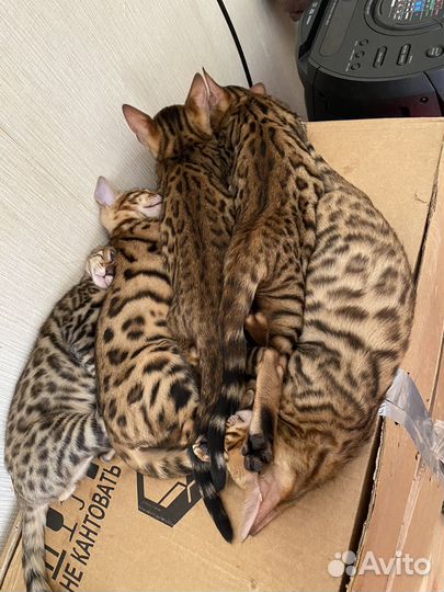 Бенгальские котята
