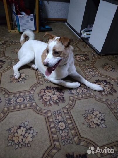 Стань для Бимки Дедом Морозом