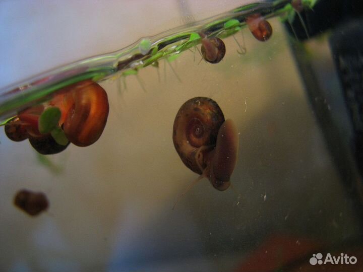 Улитки катушки