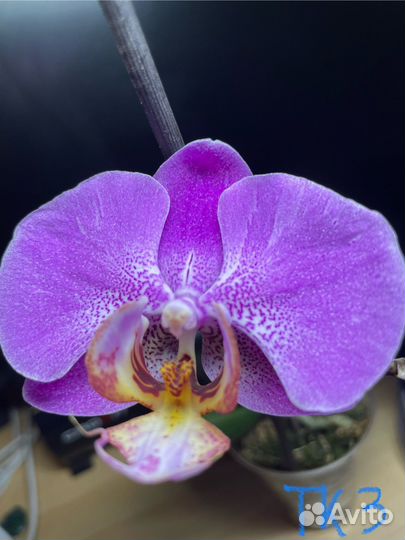 Орхидеи фаленопсис подростки
