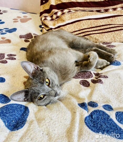 Кошка молодая нужен дом или передержка