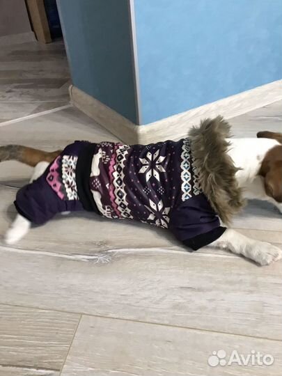 Продам комбинезон для собаки