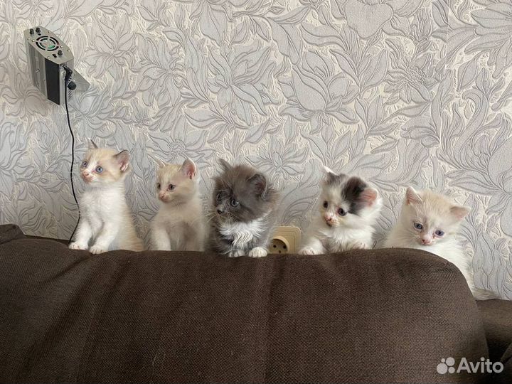 Котята в добрые руки даром