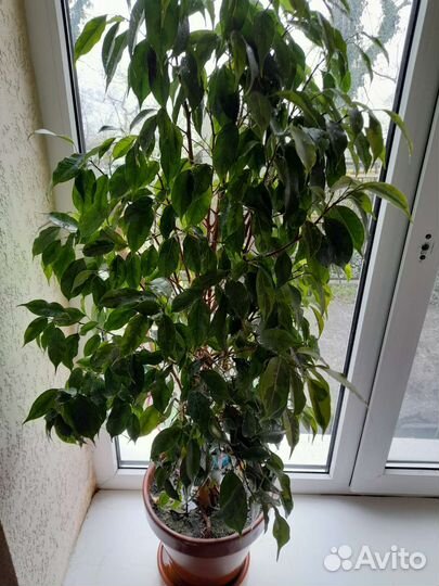 Фикус бенджамина большой
