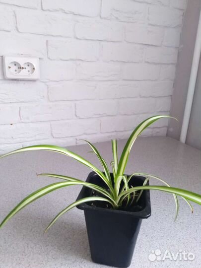 Хлорофитум бонни