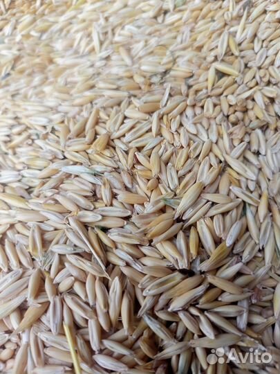 Продам овес ячмень