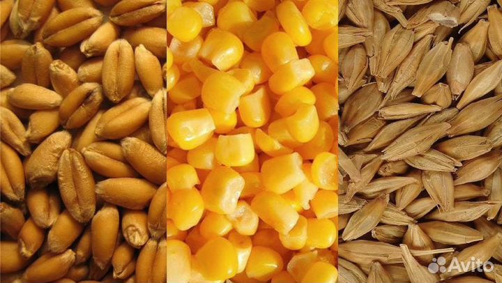 Пшеница, кукуруза