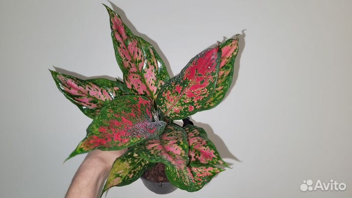 Аглаонема Strawberry baby с детками