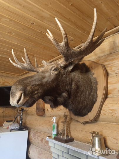 Чучело головы Лося