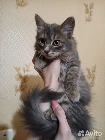Котенок мальчик в добрые руки